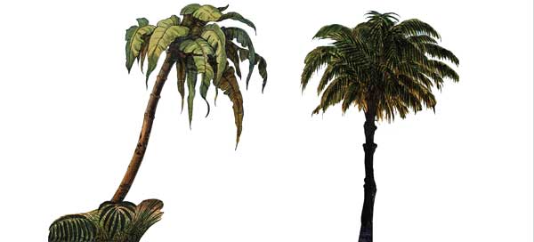 zwei palmen